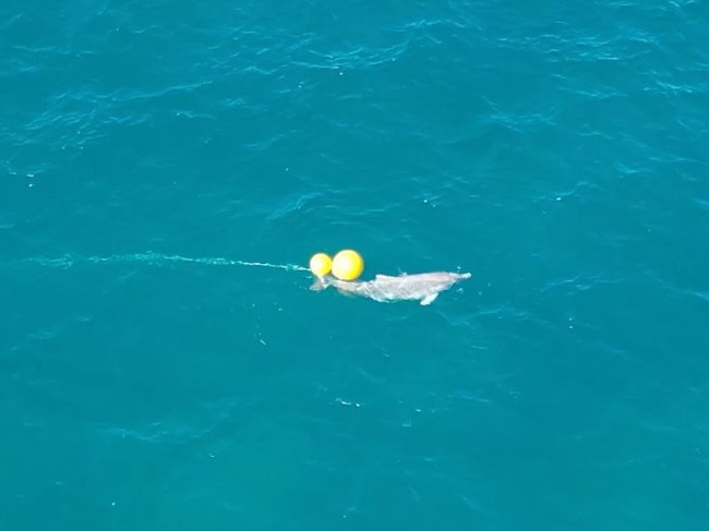 Dramatic footage shows a dolphin struggling to break free from a drumline at Kawana Beach. Picture: Erin Kirkwood