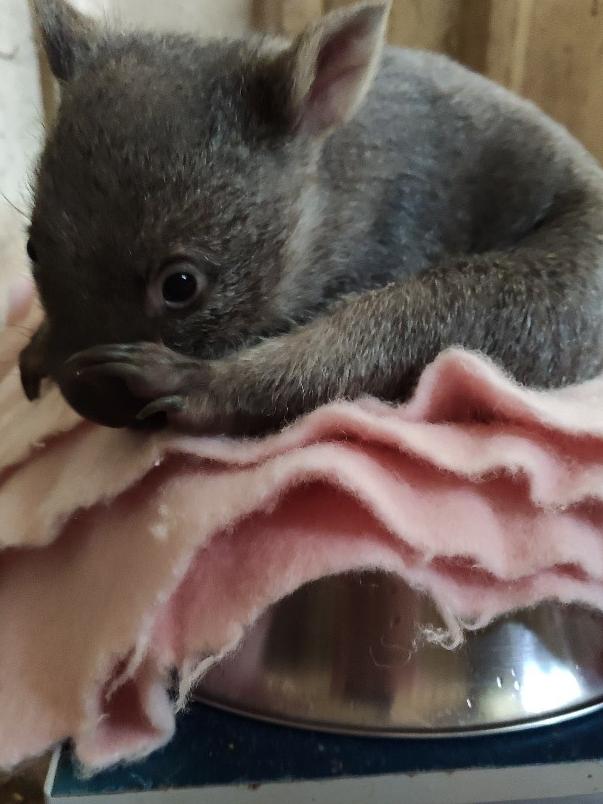 Myrtle left her mum's pouch just in time for Mother’s Day. Picture: SUPPLIED