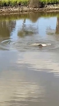 Seal Plays With its Lunch in Melbourne River, Australia