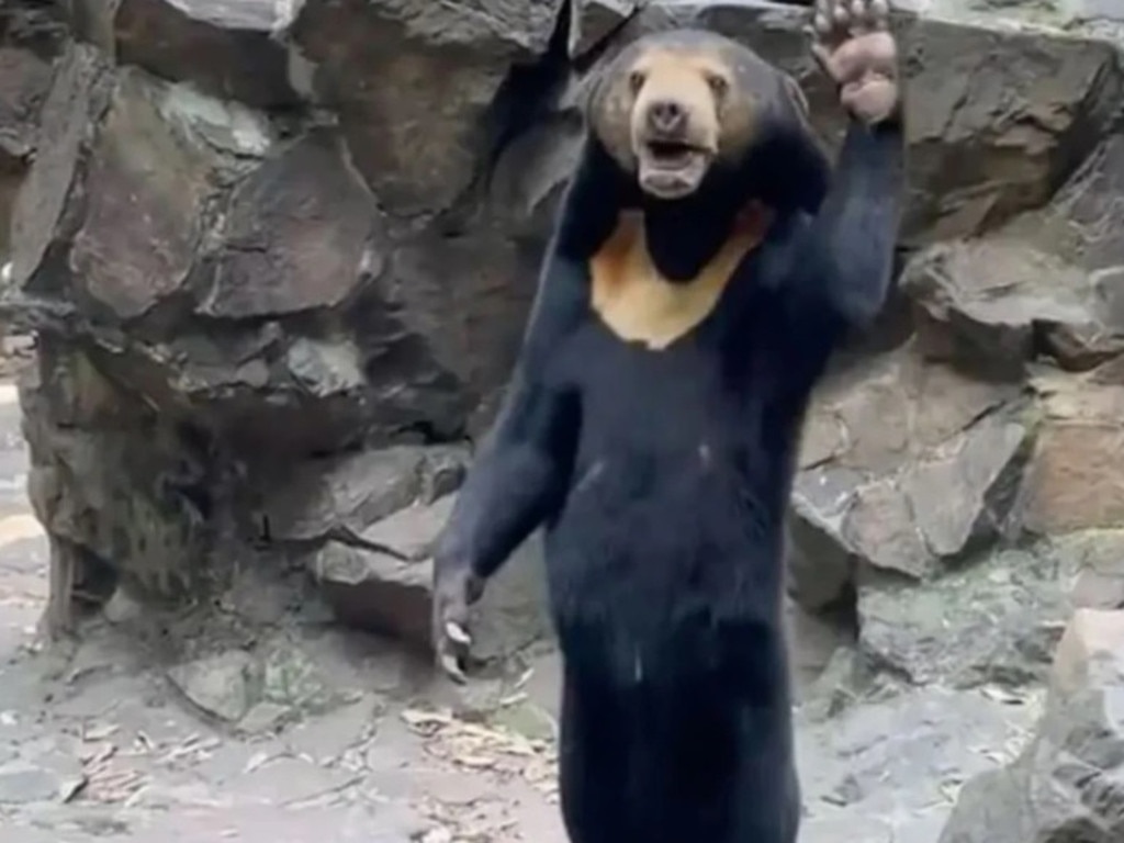 Cruel Theory Reveals Why ‘human’ Bear Was Seen Standing And Waving Like ...