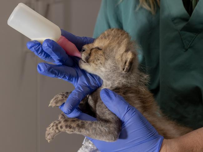 The veterinary and zookeeping teams at Taronga Western Plains Zoo Dubbo are currently hand-rearing the Cheetah cub. Picture: Rick Stevens