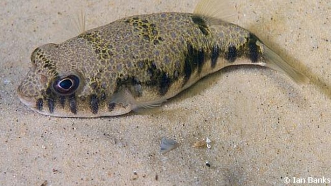 Tired of puffer fish (toad fish) eating my bait! Location: Australia : r/ Fishing