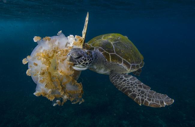 A green turtle eats a giant jellyfish in Byron Bay. Green turtles will feast for hours on unsuspecting giant jellyfish, one of their main food sources. Picture: Scott Portelli