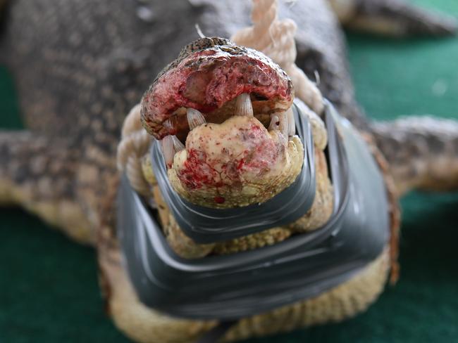 OH SNAP: Data shows croc-load of reptiles caught in 2021