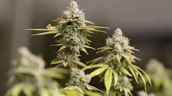 Marijuana buds ready for harvest (AP Photo/Tony Dejak)