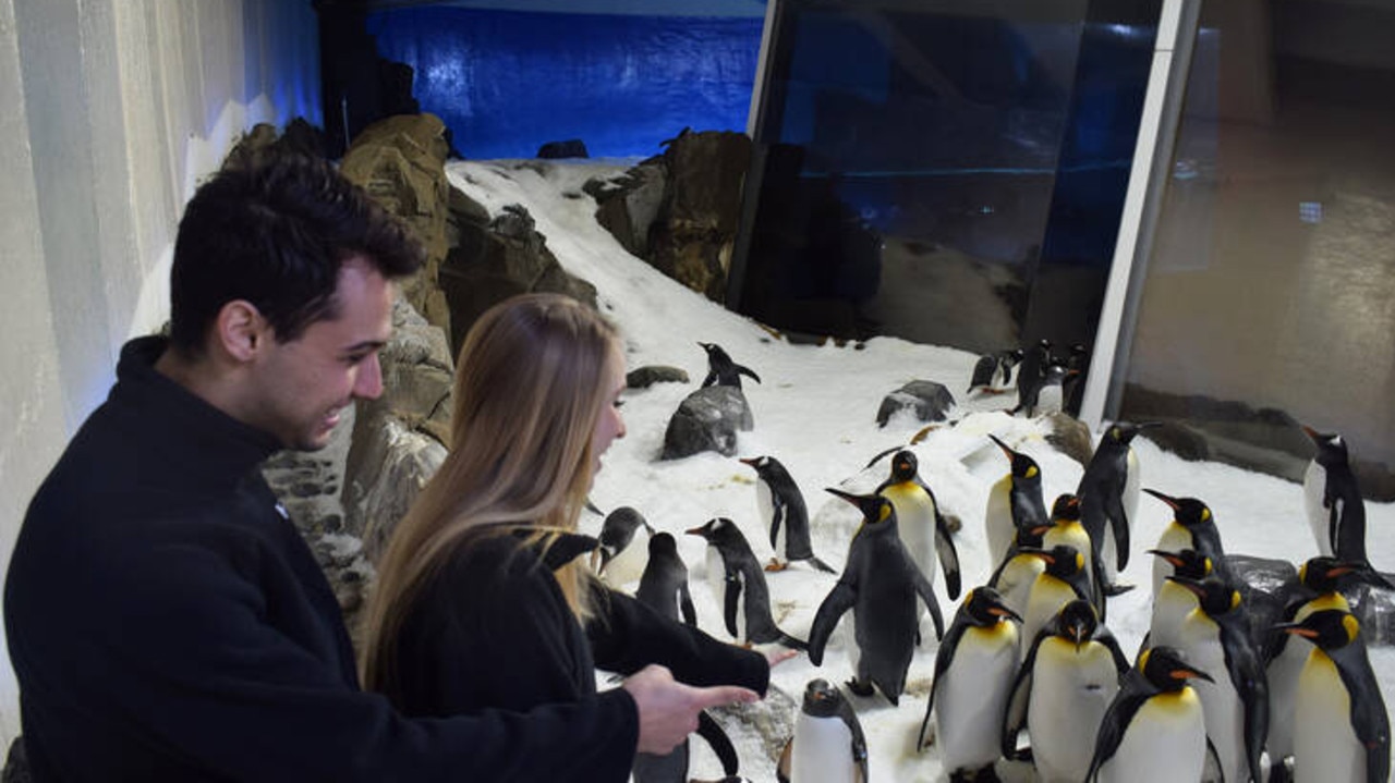 It doesn’t get much better than hanging out with penguins.