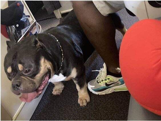 The emotional support dog that had farted and slobbered over the husband's leg. Picture: Stuff