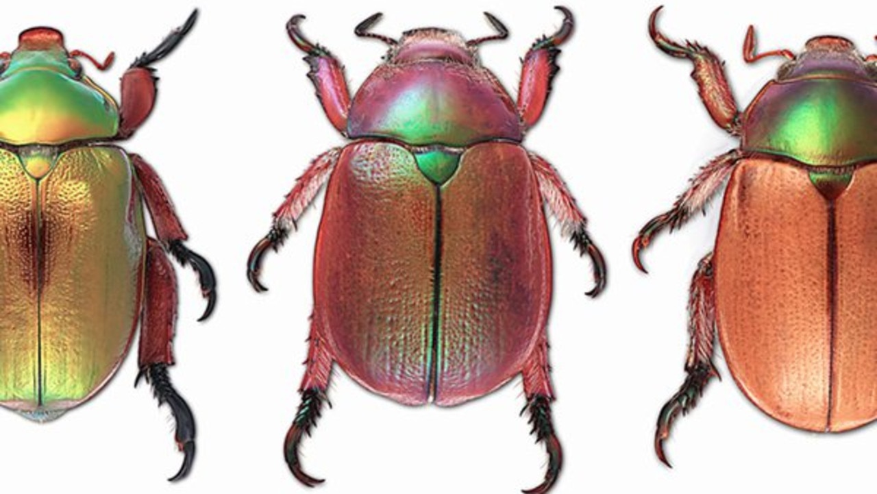 The beautiful beetles were once abundant. Picture: Australia Museum.