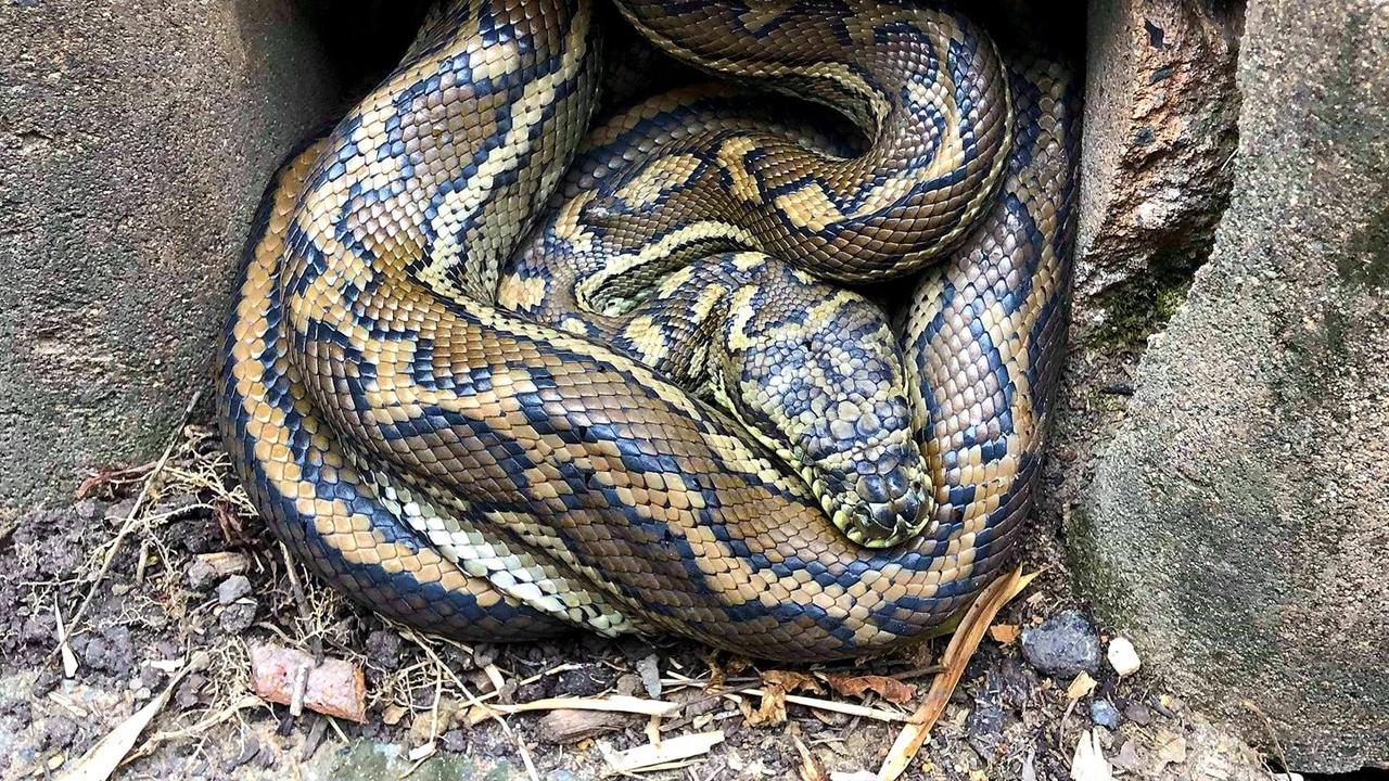 Snake catcher frees keelback snake - Good Morning America