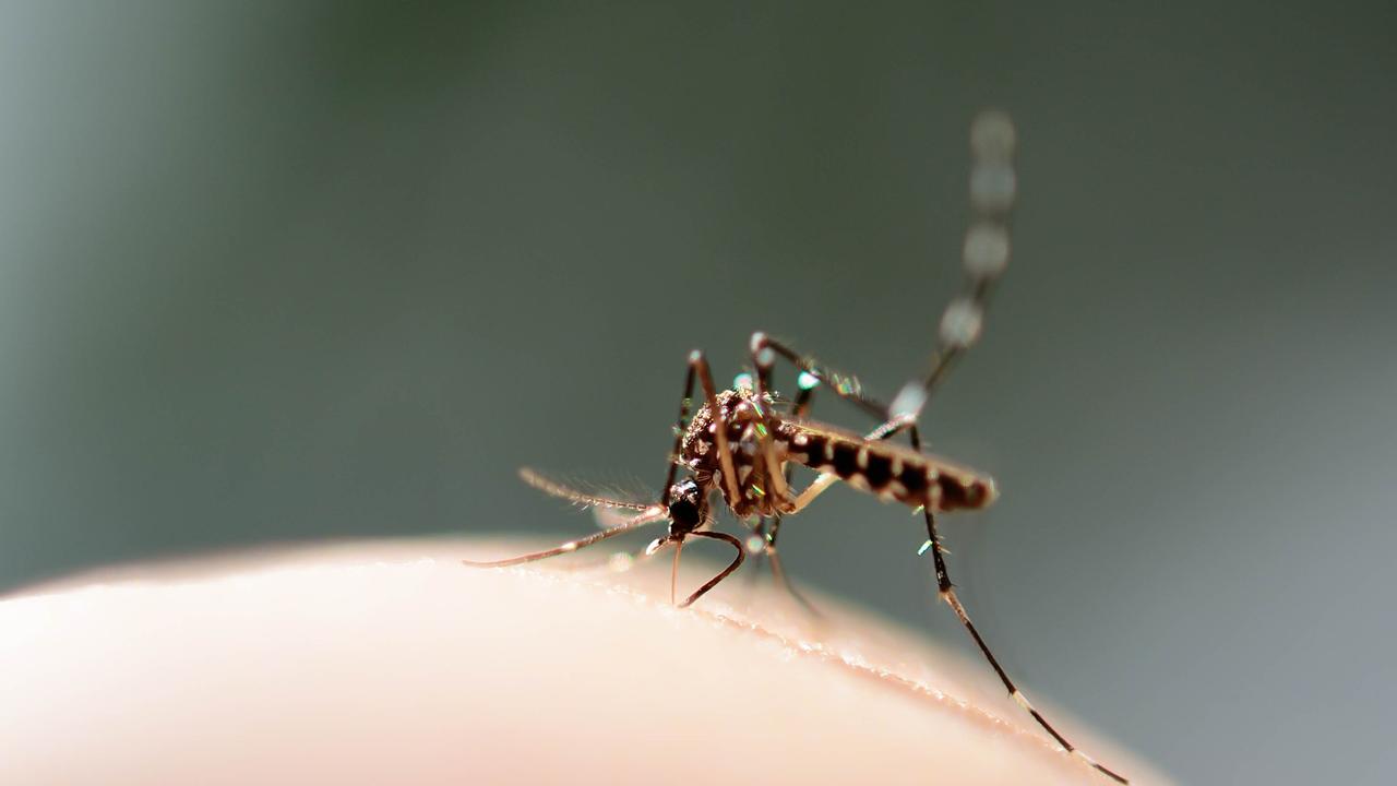 Health professionals are calling on their communities to be vigilant in preventing dengue outbreaks.