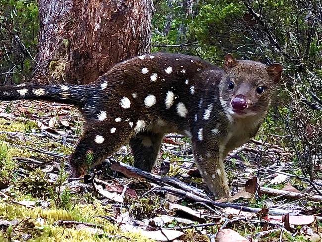 Spotted-tail quoll in the forest.  Picture: David Hamilton