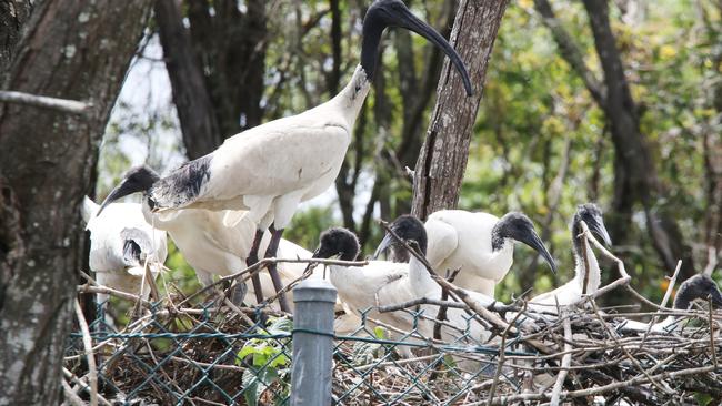 TMR installed birdproof fences around the Exit 38 interchange on the M1 to deter the ibis. Picture Glenn Hampson