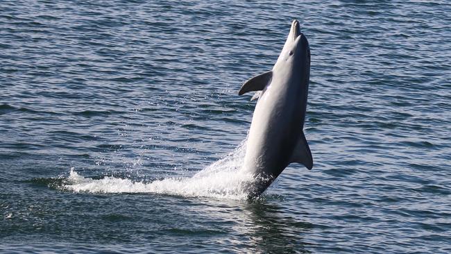 The mystery of dead dolphins in Port River