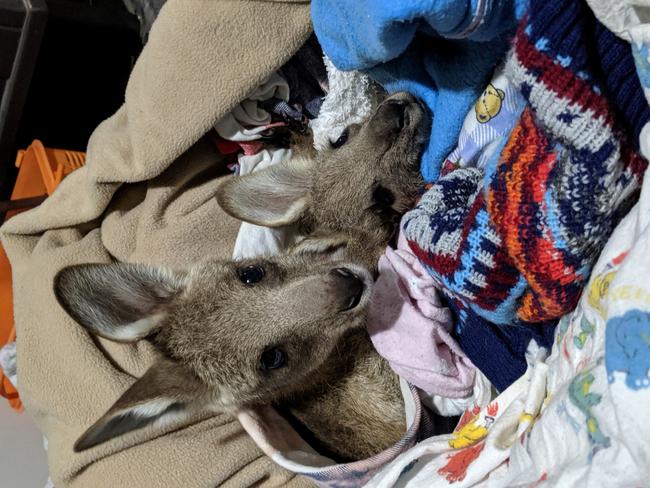 Two of the joeys that survived the horrifying ordeal. Source: Janine Green