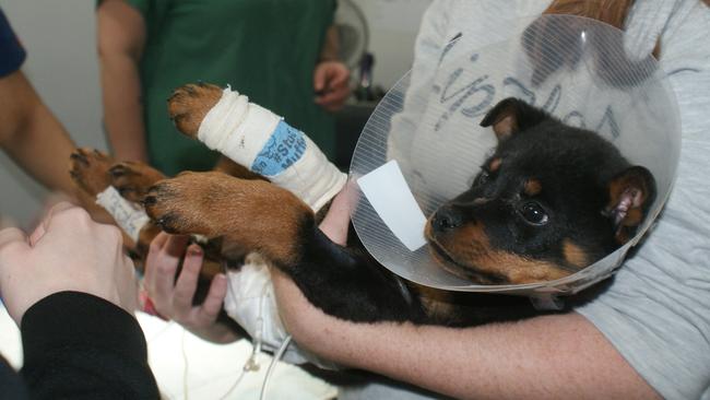 Nine-week-old Bear underwent six hours of surgery after he was found inside a bloody box on the side of the road in Hampton Park.