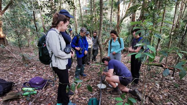 Volunteers tracking flora and fauna during the Springbrook BioBlitz in the Gold Coast hinterland. Pic by Narelle Power, DWWFAUNA.