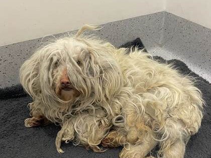 Sutherland Shire Woman Convicted of Animal Cruelty after Maltese Terrier was found with Severely Matted Fur Equivalent to 25 per cent of its body weight.