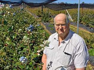 Ridley Bell at Mountain Blue's River Run blueberry farm near Tabulam. Picture: Susanna Freymark