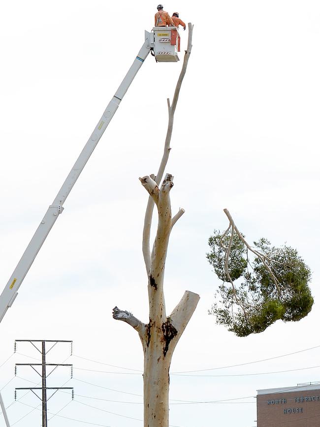 The last leaf ... one of the trees are cut down for the O-Bahn extension. Pic: Naomi Jellicoe