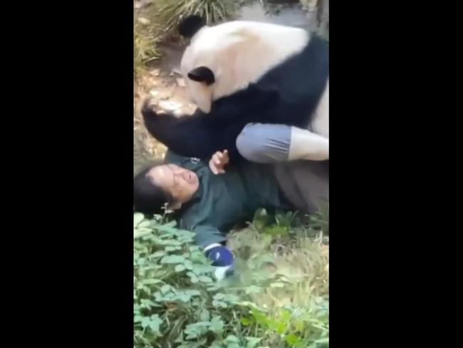 Panda attacks zookeeper in front of terrified zoogoers