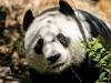 Adelaide hopes for pandas to replace Wang Wang and Fu Ni