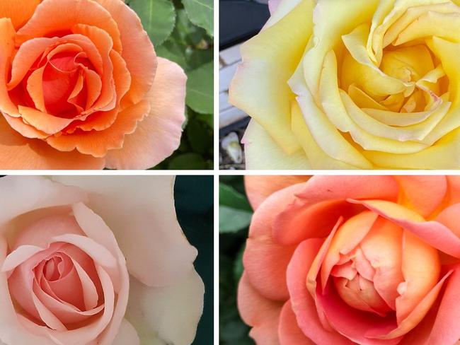 Vote now for SA's best rose