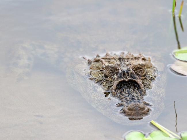 A caiman waits in pond at Olympic Golf Course.