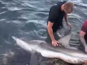 What may well be the luckiest shark on the planet has crossed paths with fisherman that wanted to help instead of killing it.