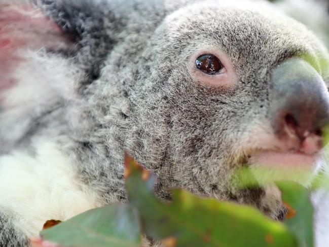 Gold Coast Bulletin only Please check with Picture Editor before use.DreamworldÕs koala breeding program announcement today. Photo of a koala.Photo by Richard Gosling