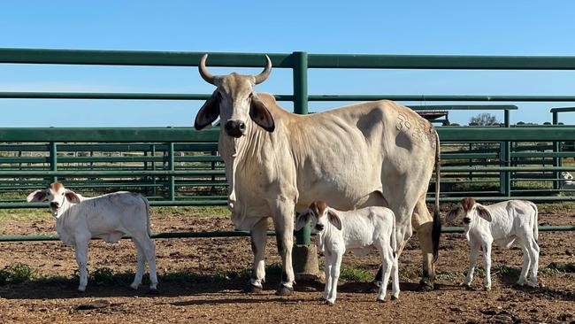 Milly, Molly and Mandy’s mum take caution when feeding her babies to make sure she doesn’t stand on them.