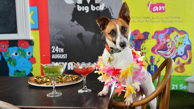 'Tuppy' the two year-old jack russell sampling some dogtails on offer at Pizza e Birra. Picture: Nicki Connolly