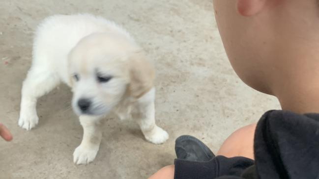 Our puppy Molly at just 8 weeks old. The week before we were able to take her home.