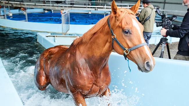 A horse exercises in the water walker.