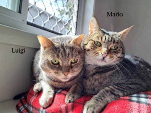 Mario and Luigi are looking for their forever home together. Picture: CatRescue 901/Supplied