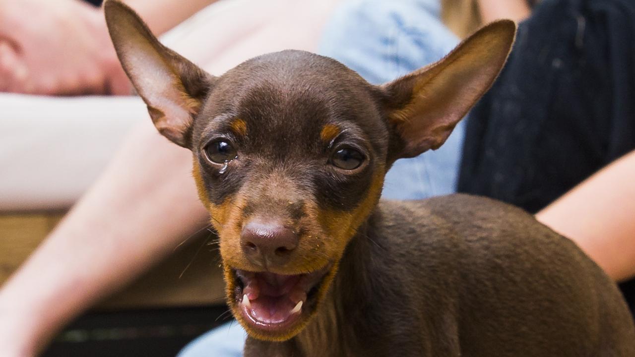 Dog food: Dr Danni Dusek explains what to feed your puppy, adult and ...