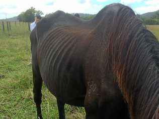 Currimundi horse trainer Graham Robert Pollock has been found guilty of animal cruelty and neglect. Picture: Contributed