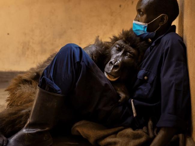 Ndakasi died in the arms of her life-long ranger, Mathiew Shamavu at Virunga National Park on September 26, 2021. Picture: Virunga National Park