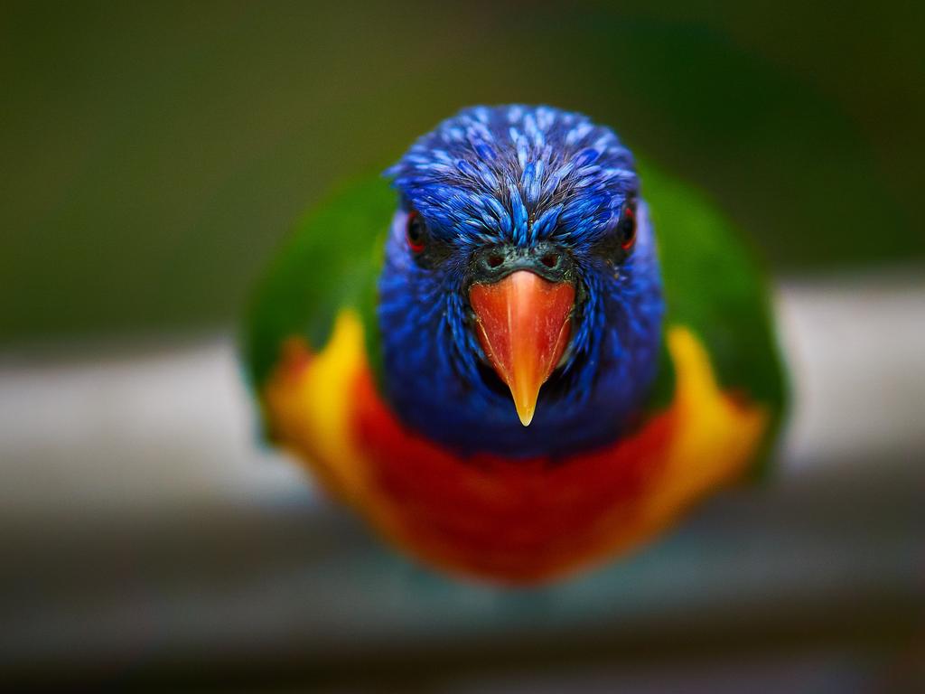 G’day, mate. Picture: Joao de Carvalho/News.com.au Photo of the Week