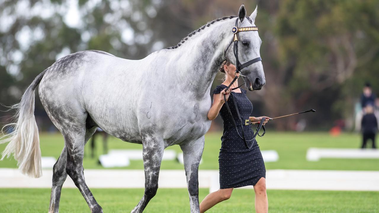 Chautauqua Show Horse Debut.