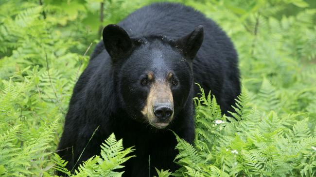 A black bear in Ontario, Canada.