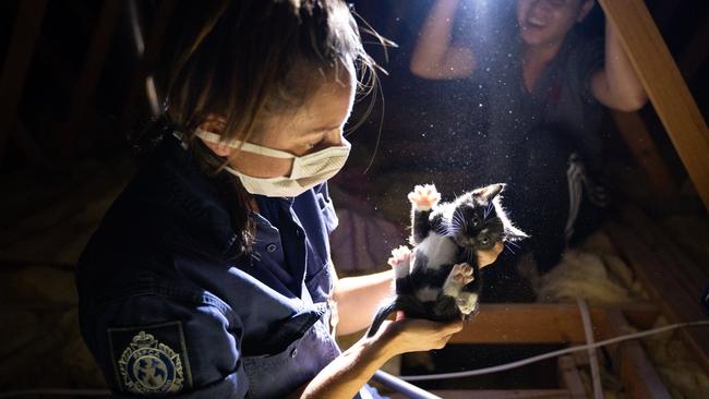 Rescued... the kittens are taken from the ceiling.