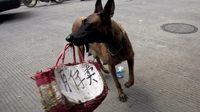 Animal activists use a dog to display a message that reads “Child for sale” in Yulin, where the city’s annual Dog Meat Festival is underway despite international criticism. Picture: AFP