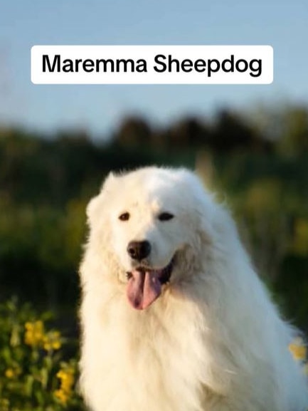 Mr Boateng said maremma sheepdogs are “serious” and “not fun to train”. Picture: TikTok@apexdogtraining