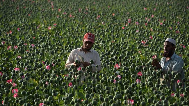 Afghan farmers harvest opium sap in 2016. Picture: AFP