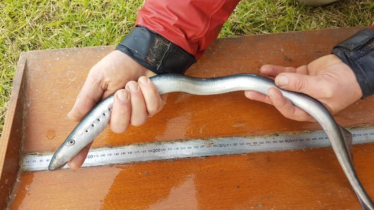 Lampreys were also found in the Murray River in April 2021. Picture: Supplied.