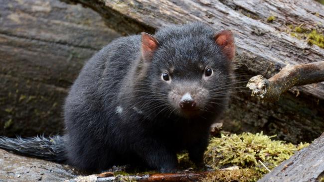 Tasmanian devil at Cradle Mountain in Tasmania. Picture: Rae Wilson