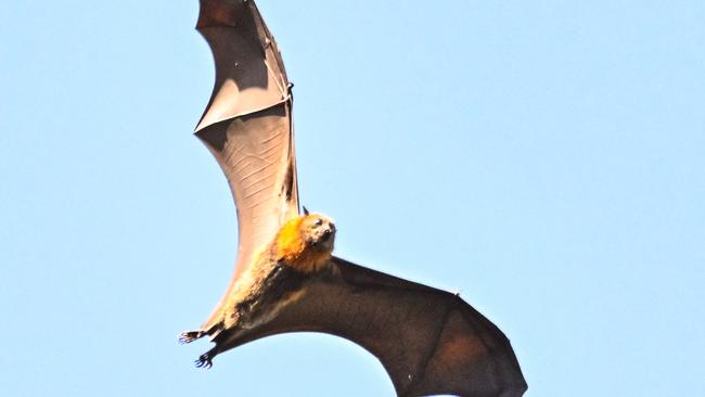 ADELAIDE, AUSTRALIA - NewsWire Photos FEBRUARY 28, 2024: MARCH 6, 2024: Bats in trees in Botanic Park, site of the WOMADelaide Music Festival. Picture: NCA NewsWire / Brenton Edwards