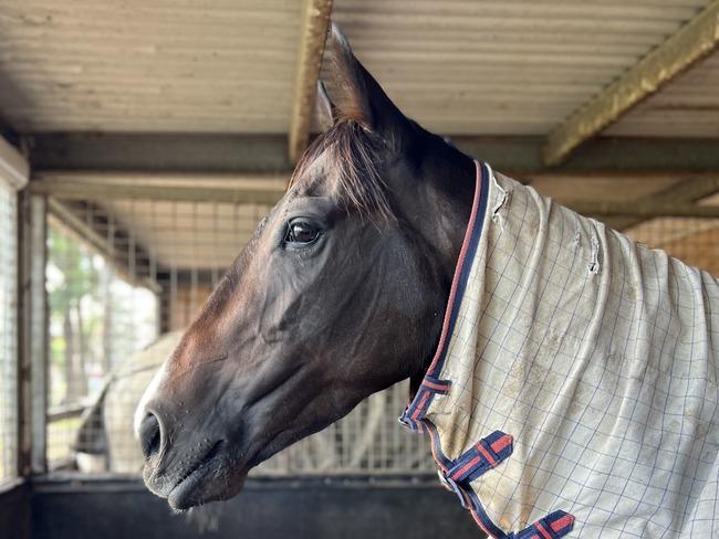 Cupid's Kiss at Cass Stummer's Muswellbrook stable. Picture: Supplied