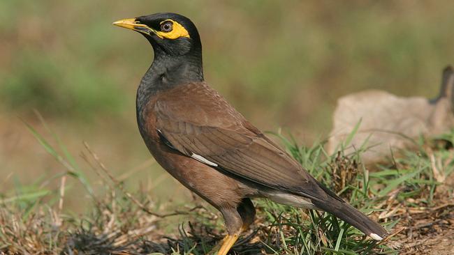 The Indian myna bird is an emerging pest and threat in the Whitsundays. Credit: Clement Francis.