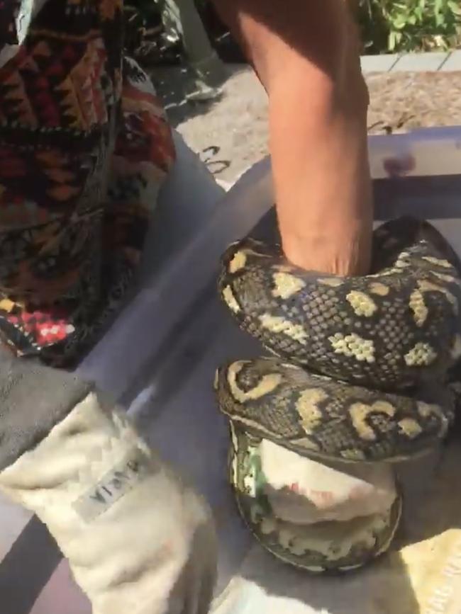 Removal of the 3 metre snake from the Mount Tamborine home.